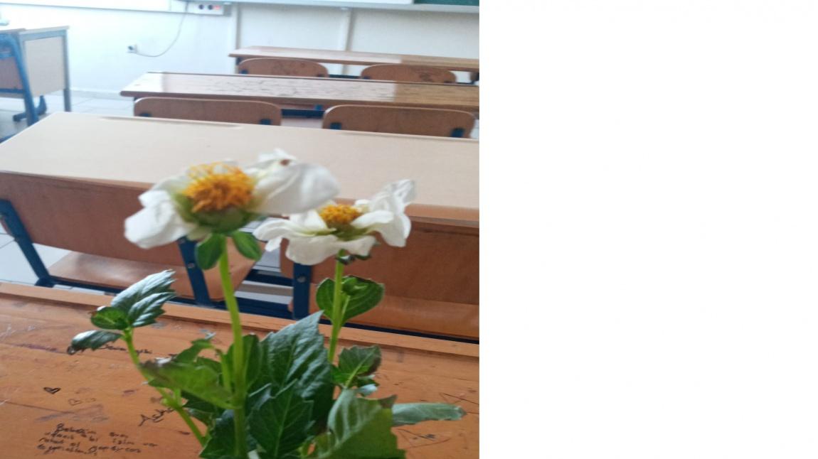 Okul içi mekanlarda; okulumuzun 12/B snıfından Nurşin ERDEM in yetiştirdiği ''Yıldız Çiçeği'', ''Menekşe'' Vb.